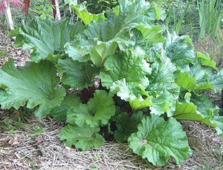 รูห์บาบแดง / รูห์บับแดง (Rhubarb Glaskins Perpetual) / 20 เม็ด (UK)