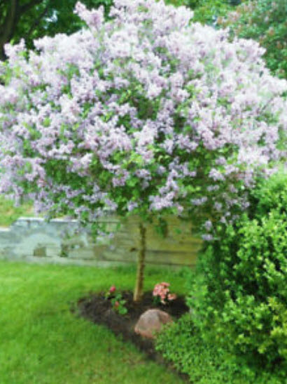 ไลแลค ญี่ปุ่น (Japanese Lilac) สีขาว / 30 เม็ด (นอก)