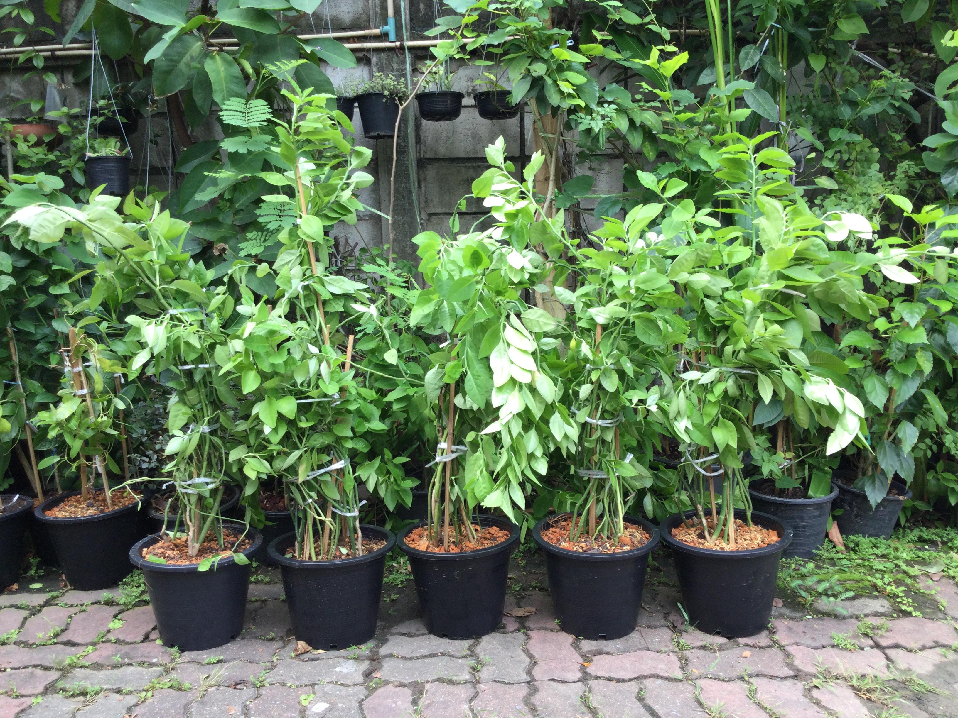 ต้นแสยก (สะ-แหยก) กอใหญ่ สูง 100-120 ซ.ม. / กระถาง