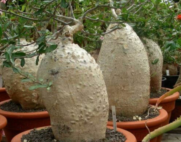 Fockea Edulis / 2 เม็ด (UK)