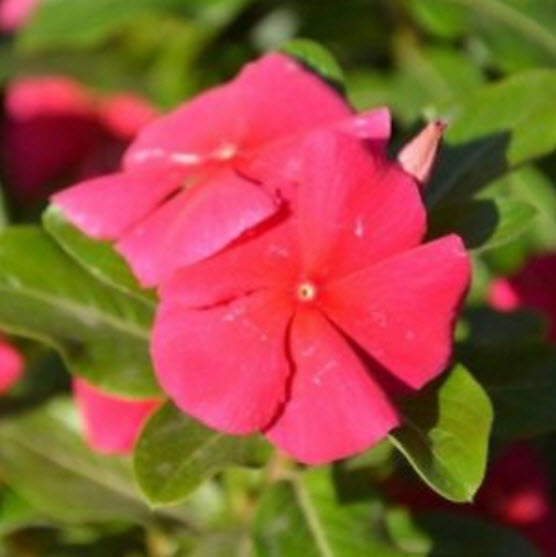 แพงพวย (Madagascar periwinkle) สีแดง / ซอง 20 เม็ด (A294)