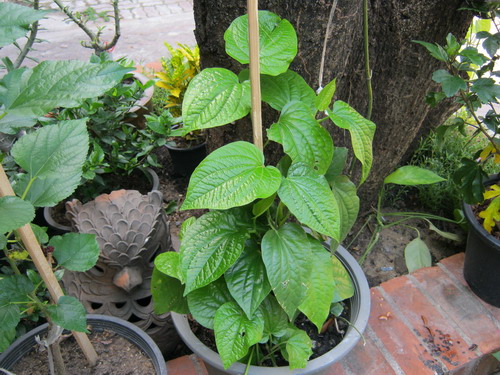 ต้นชะพลู กระถาง 6 นิ้ว (M)