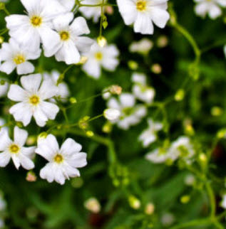 ยิปโซ (Gypsophila) สีขาว / 3,500 เม็ด (UK)