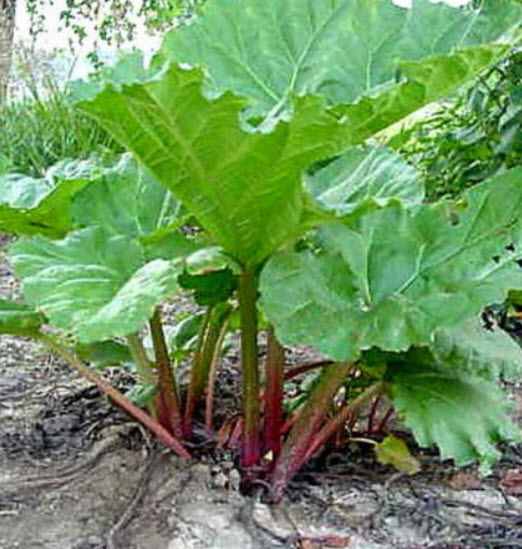 รูห์บาบแดง / รูห์บับแดง (Rhubarb Glaskins Perpetual) / 20 เม็ด (UK)