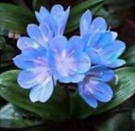 คลิเวีย (Clivia) ฟ้า / 5 เม็ด