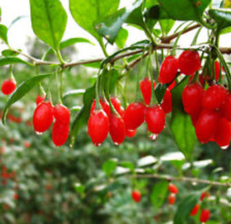 โกจิเบอรี่ / เก๋ากี้ (Gojiberry) / 200 เม็ด