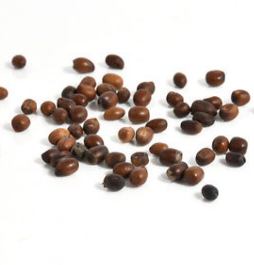 โสมเกาหลี (Panax Ginseng) / 25 เม็ด