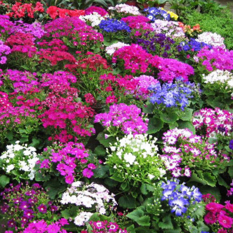 ซินเนอราเรีย (Cineraria / Florists cineraria) / ซอง 30 เม็ด (A079)