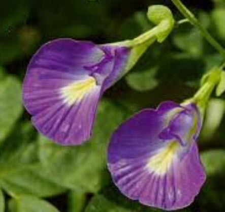 อัญชัน สีม่วงอ่อน / 10 เม็ด (P2S)