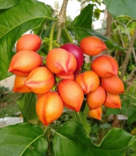 ต้นพีนัท บัทเตอร์ (Peanut Butter) / ต้นเนยถั่ว สูง 60-80 ซ.ม.