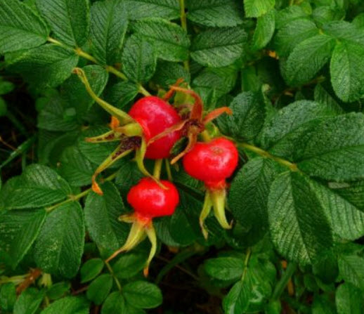 กุหลาบญี่ปุ่น (Rosa Rugosa) / 10 เม็ด (UK)