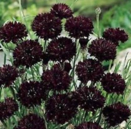 คอร์นฟลาวเวอร์ บอย แบล็ค (Boy Black Cornflower) สีดำ / 35 เม็ด (USA)