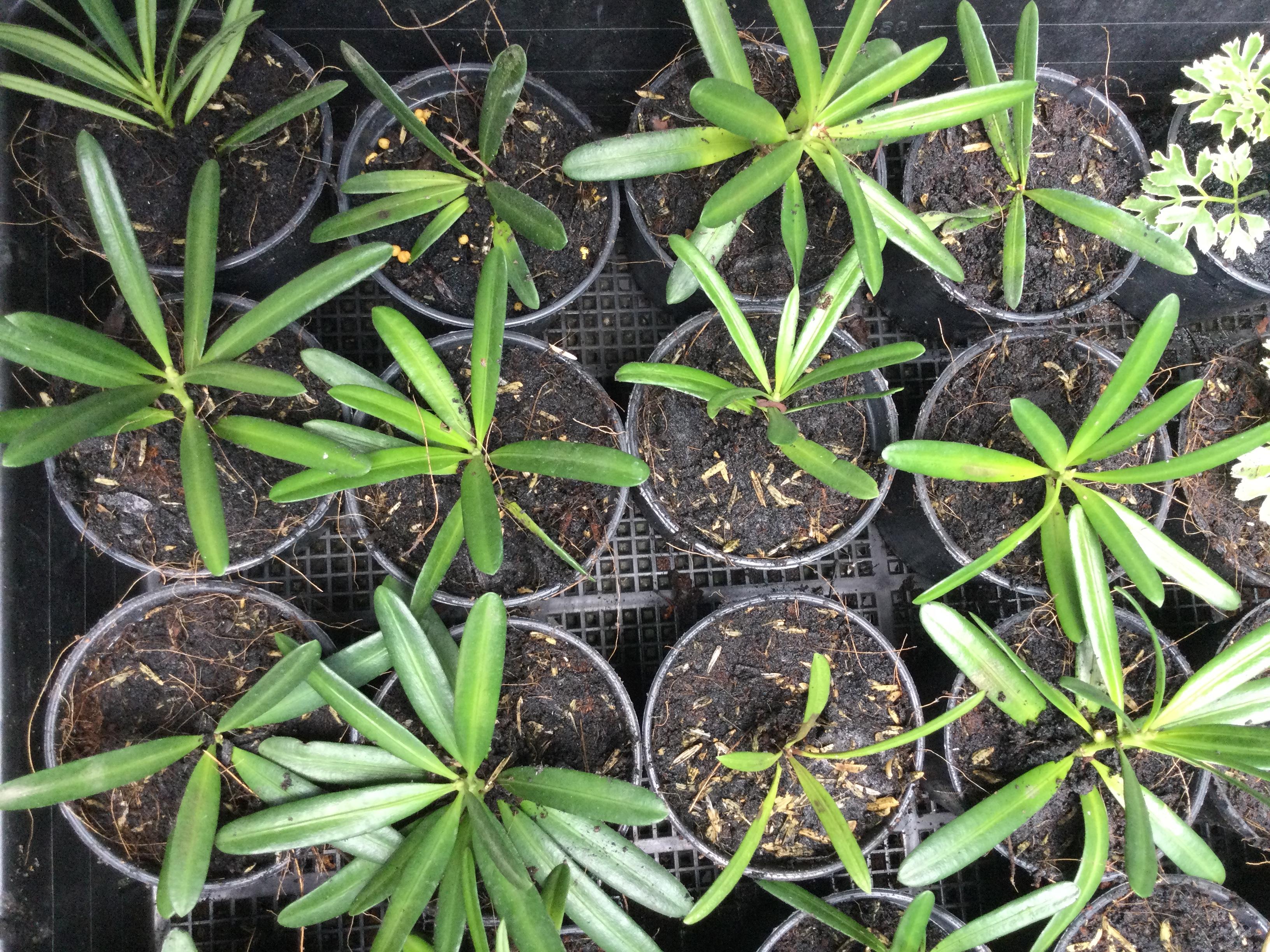 ต้นสนใบพาย กระถาง 4 นิ้ว