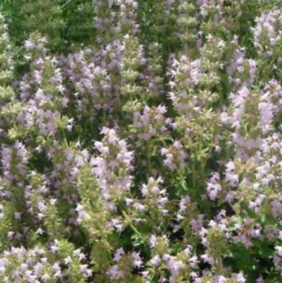 ไทม์เลื้อย (creeping thyme) / 100 เม็ด (S057)