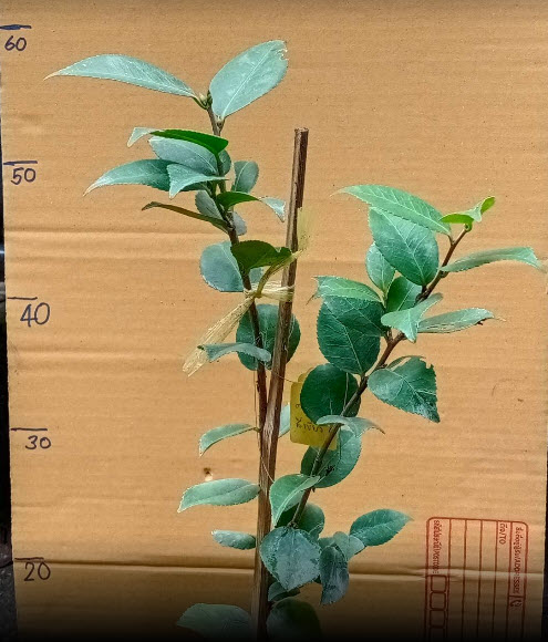 ต้น คามิเลีย คาเมเลีย Camellia ดอกสีเขียว สูง 50-60 ซ.ม./ ต้น