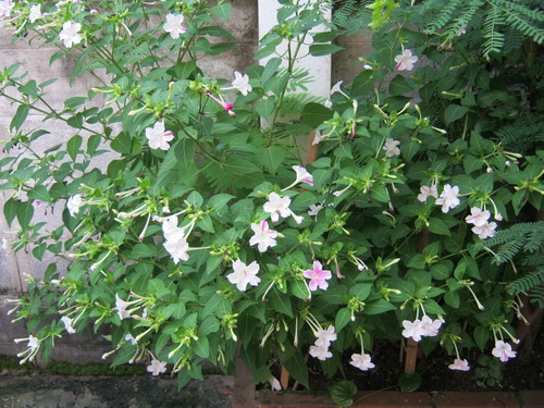 บานเย็นผสม (ขาว-บานเย็น) / 10 เม็ด (ไทย)