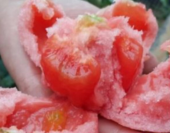 มะเขือเทศพวง ลูกยาว สีส้ม / 200 เม็ด (China)