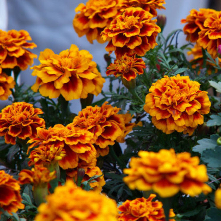 ดาวเรืองฝรั่งเศส (French marigold) / ซอง 50 เม็ด (A257)