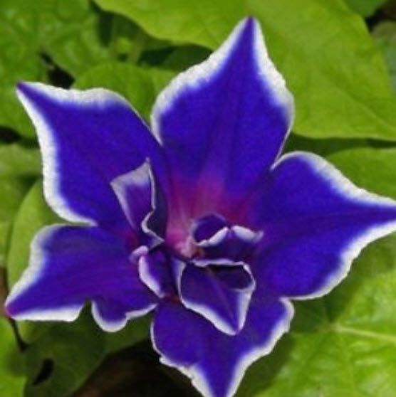 มอนิ่ง กลอรี่ (Morning glory - Blue Picotee) / 25 เม็ด (หายาก)