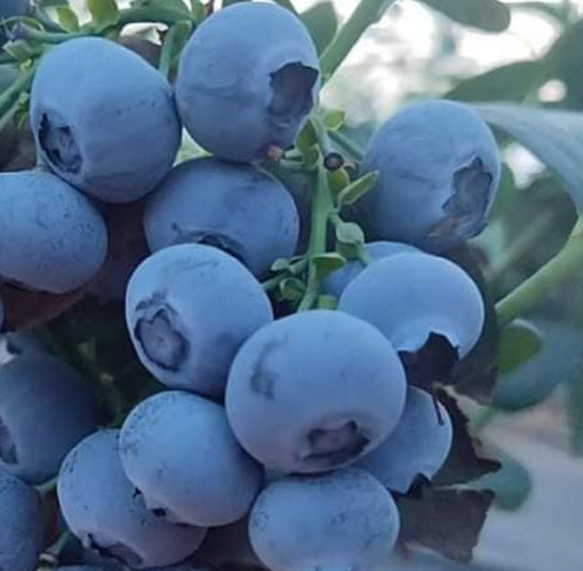 ต้นบลูเบอรี่ โอนิล อายุต้น 3 ปี+ (Blueberry - Oneil) สูง 40 - 70 ซ.ม.