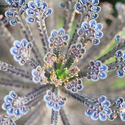 จอนควิลญี่ปุ่น (Japan Jonquil ) / 100 เม็ด