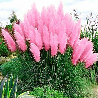 หญ้าภูเขา (Pampas grass) สีชมพู / 400 เม็ด