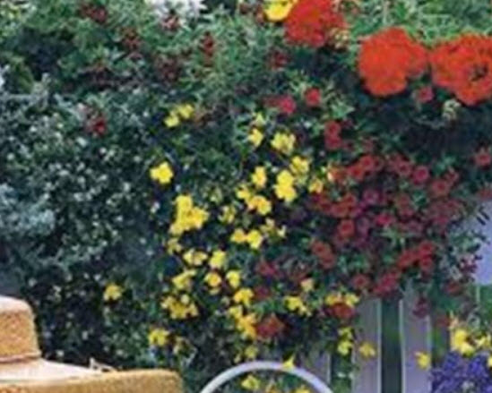 ชุดรวมไม้ดอกกระถาง ยูเครน (UKN-1) / 200 เม็ด (1 กรัม)