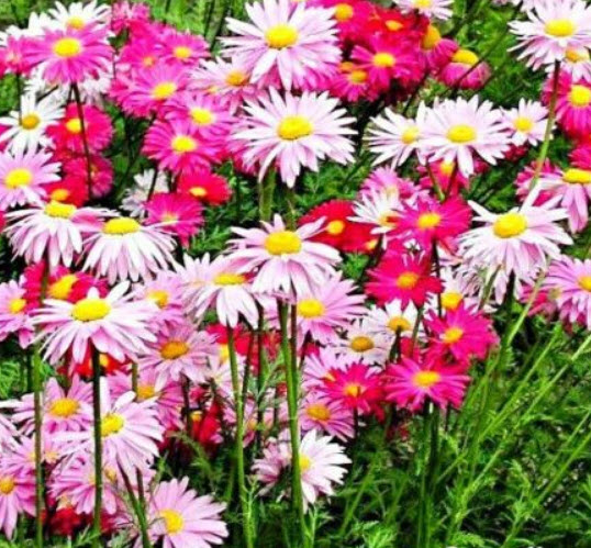 ไพรีธัม (Pyrethrum Robinson / C. Coccineum) คละสี / 140 เม็ด ดอกไม้ไล่แมลงและยุง