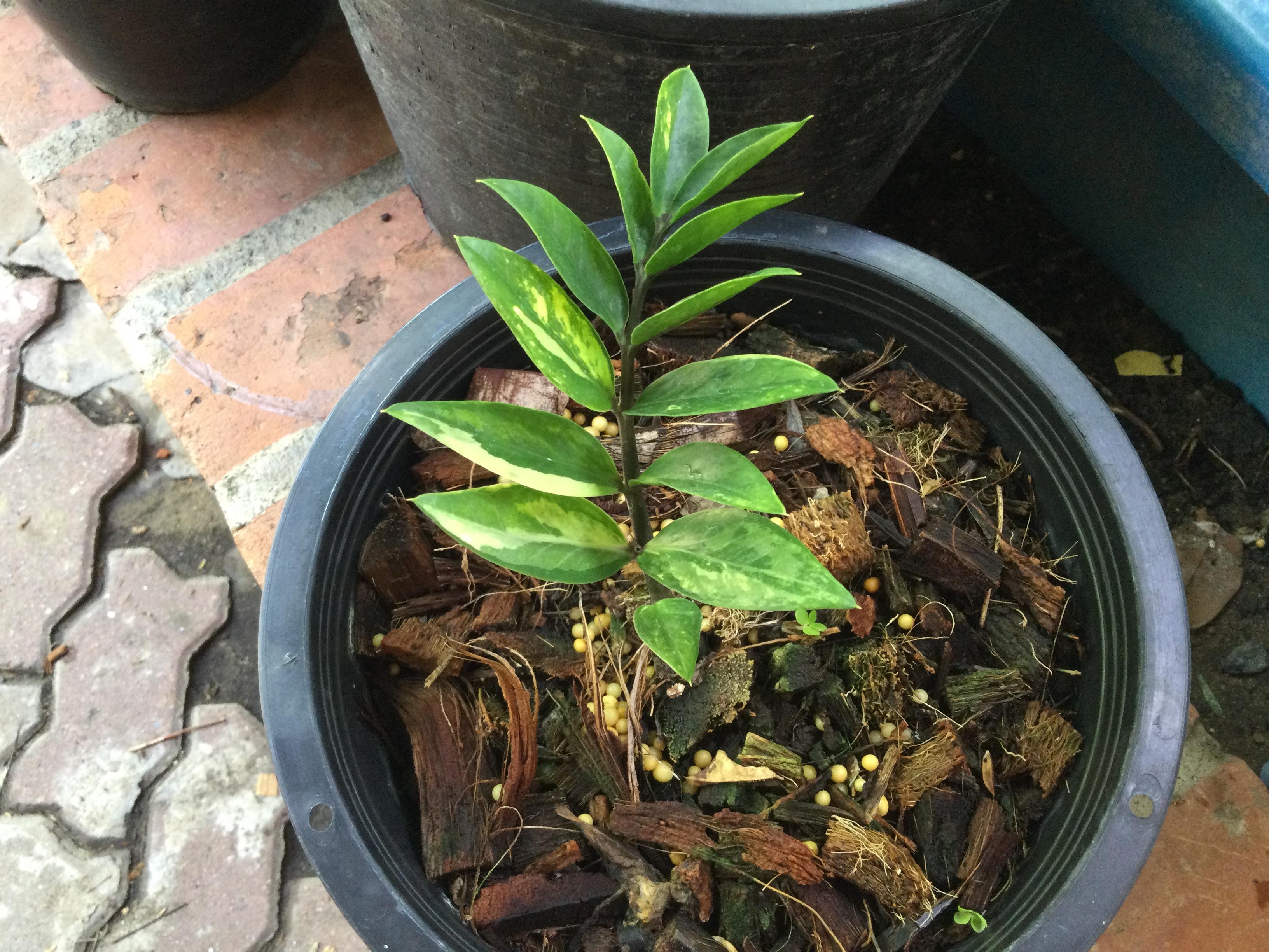 ต้นกวักมรกตแคระด่าง กระถาง 8 นิ้ว / ต้น