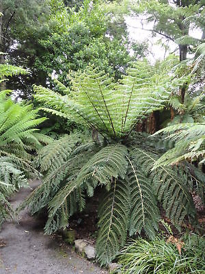 เฟิร์นใบเงิน (Silver Tree Fern) / 25 เม็ด (New Zealand)