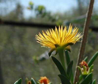 ไอซ์แพล้นท์ (Ice Plant) สีเหลือง / 100 เม็ด (USA)