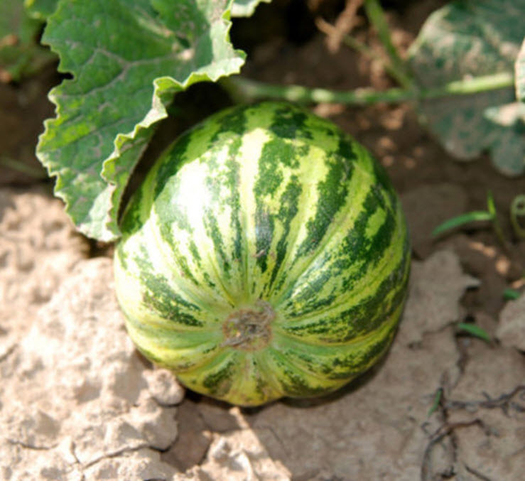 แตงเมล่อน (Muskmelon) / ซอง 20 เม็ด (B115)