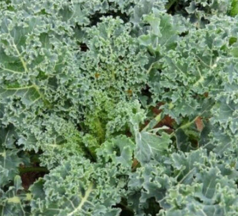 คะน้าเคล ผักเคล คะน้าใบหยิก Kale / ซอง 80 เม็ด (P2S)