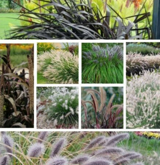 หญ้าภูเขา (Fountain grass) คละ / 100 เม็ด