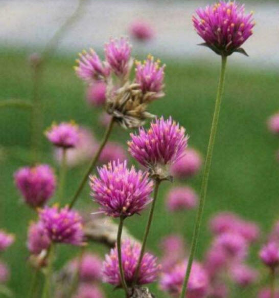 โคลเวอร์แดง (Red Clover / Trifolium pratense) / 3,000 เม็ด