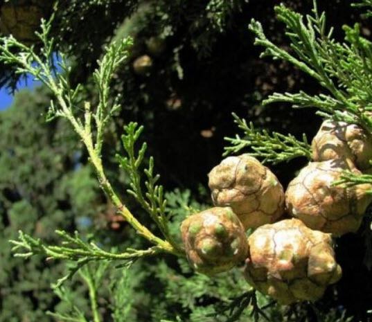 สนเมดิเตอเรเนียน ไซเปรส หรือสนดินสอ / 50 เม็ด (Portugal)