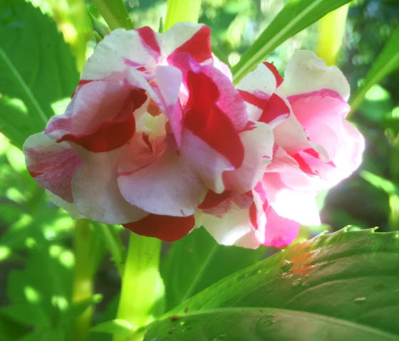 เทียนกุหลาบ เทียนซ้อน เทียนฝรั่ง ดอกซ้อน คละ / 40 เม็ด