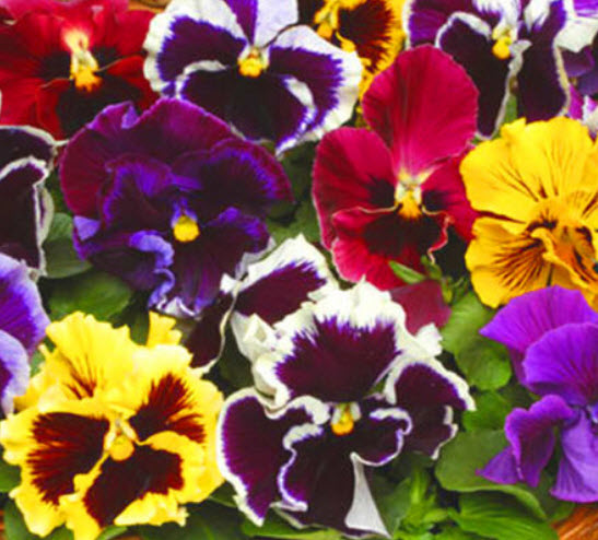 แพนซี (Pansy Swiss Can Can) คละ / 300 เม็ด (UK)