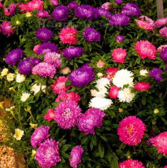 แอสเตอร์จีน - พาวเดอร์ พัฟ (China Aster - Powder Puff) / 450 เม็ด (UK)