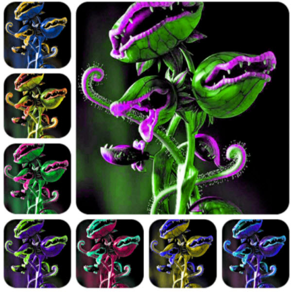 กาบหอยแครงยักษ์ (Giant Venus Flytrap) คละสี / 50 เม็ด