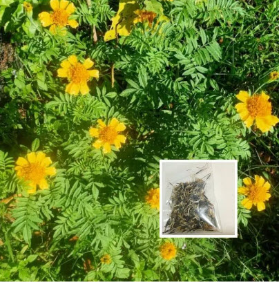 ดาวเรืองพื้นเมือง (Native Marigold) / 300 เม็ด หายากมาก