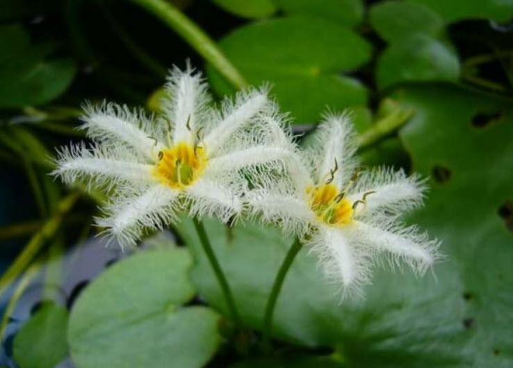 หน่อบัวบา สีขาว (บัวเล็กที่สุดในโลก) / ชุด 3 หน่อ