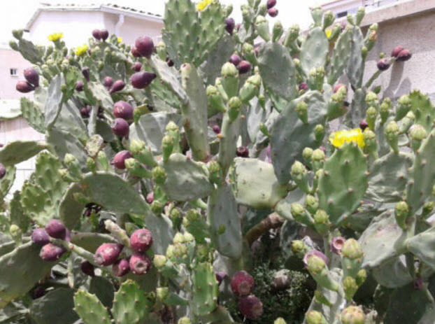 กระบองเพชรทานผล (สายพันธุ์ Opuntia) แดง / 10 เม็ด (Cyprus)