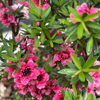 ต้นมานูก้า ดอกซ้อนสีแดง สูง 30-50 ซ.ม. สวยมากๆ