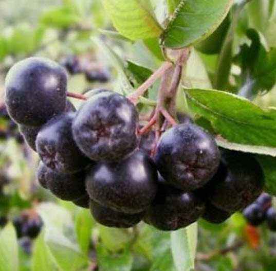 อโรเนีย หรือโช้คเบอรี่ (Chokeberry) / 20 เม็ด (Greece)