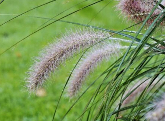 หญ้าน้ำพุจีน (Fountain grass) / 25 เม็ด (USA)