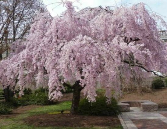 วีบพิ่ง ไฮแกน เชอรี่ (Weeping Higan Cherry) / 5 เม็ด (Russia)