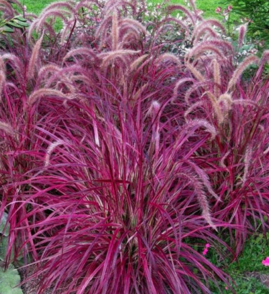 หญ้าน้ำพุ หรือหญ้าเม็กซิกัน (Fountain Grass) / 50 เม็ด
