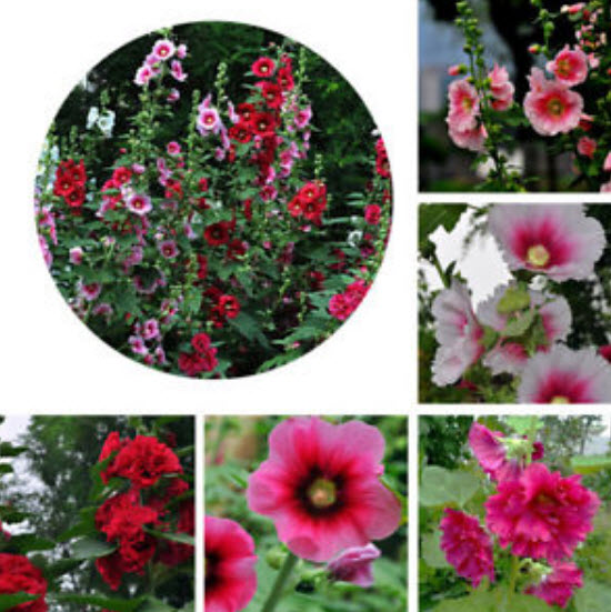 ฮอลลี่ฮ็อค (Hollyhock) คละสี / 100 เม็ด (ขายดี)