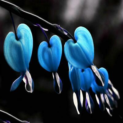 หทัยหยาดทิพย์ (Bleeding Heart) สีฟ้า / 10 เม็ด